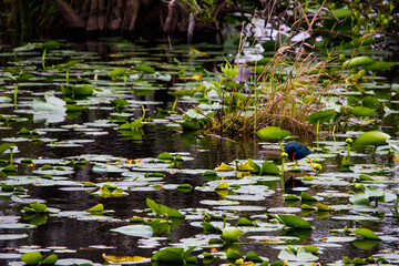 frog in the pond