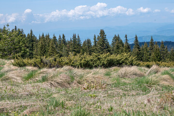Spring view of Konyarnika area at Vitosha Mountain, Bulgaria