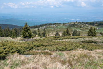 Naklejka premium Spring view of Konyarnika area at Vitosha Mountain, Bulgaria