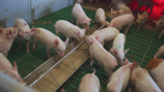Small piglets eat, piglets eat on a pig farm, a pen of small piglets, a pig farm