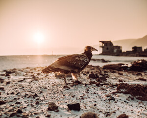 An Egyptian vulture stands on the rocky shore at Delisha Beach, Socotra, Yemen, during a serene sunrise