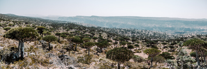 Obraz premium Dragonblood trees on Diksam Plateau on Socotra Island, Yemen