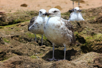 Seagull Birds on Essaouira beach, Morocco