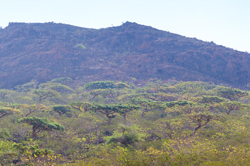 Obraz premium Frankincense and desert rose trees in rocky forest of Socotra, Yemen. 