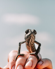 Chameleon  on Socotra Island, Yemen