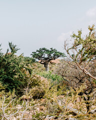 Scenic landscape on the trail to Hoq Cave in Socotra, Yemen