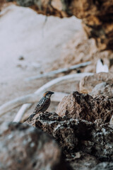 A small bird perched on a rocky surface at Detwah Lagoon, Socotra, Yemen.