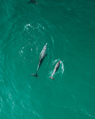 Aerial view of Spinner dolphins near Shoab Beach on Socotra Island, Yemen