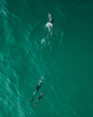 Image of Aerial view of Spinner dolphins near Shoab Beach on Socotra Island, Yemen printed on Printed Aluminium Shower Panels