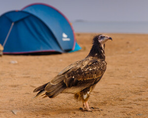 Egyptian Vulture on campsite on Detwah Beach on Socotra Island, Yemen