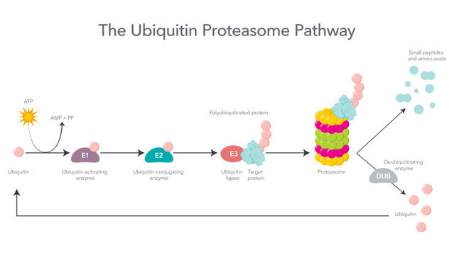 The Ubiquitin Proteasome Pathway scientific vector illustration infographic