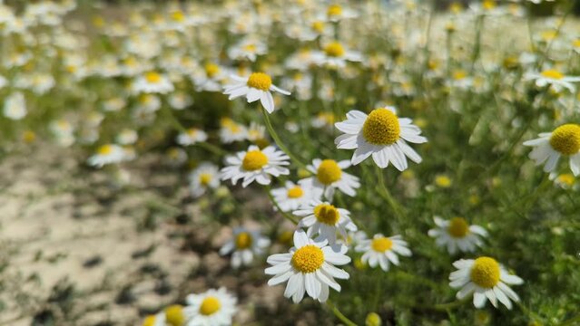 Pretty white flowers close up near levee of sacramento river 