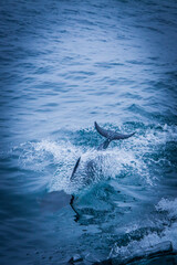 dolphin jumping in water