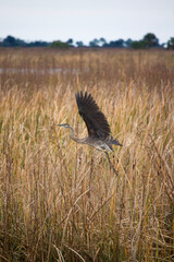 heron in the marsh