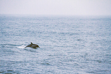 dolphin jumping in the sea