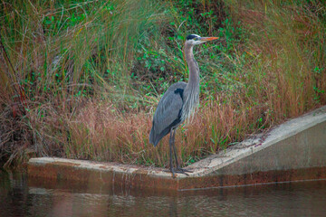 great blue heron