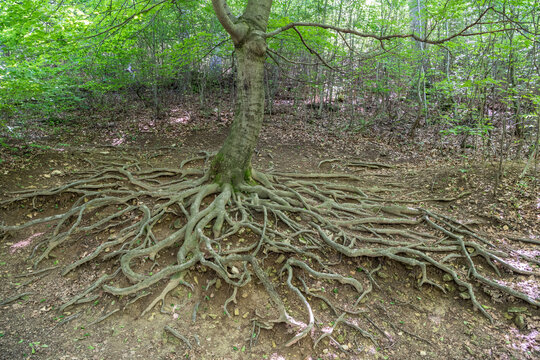 Beech tree (Fagus orientalis) with roots growing above the ground.