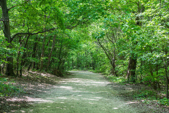Pathway in the forest on on Janos Hill (Janos-hegy) in Budapest, Hungary.