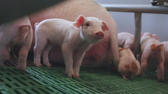 Small piglets, piglets on a pig farm, a pen of small piglets, a pig farm
