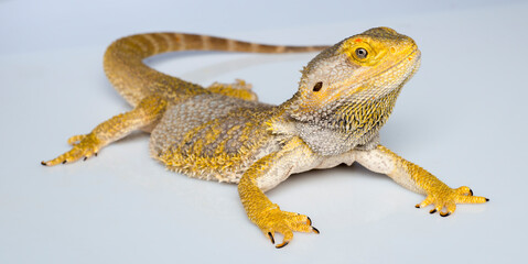 beautiful lizard isolated close-up.bearded dragon on a light background portrait.