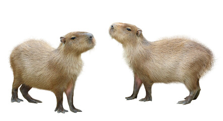 カピパラ