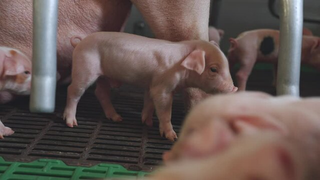 Small piglets, piglets on a pig farm, a pen of small piglets, a pig farm
