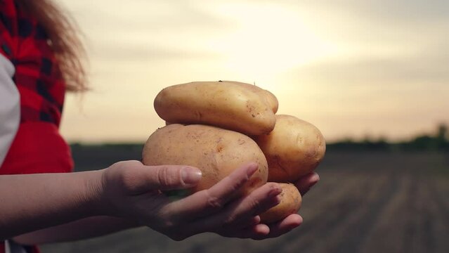 Large new potatoes in hands farmer in agricultural field close-up. Harvesting fresh potatoes. Farmer holds tubers new potatoes hands. Growing organic food. Concept farming using natural food products