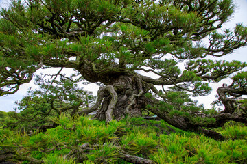 綺麗に剪定された栗林公園の大木の松