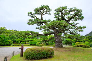 綺麗に剪定された栗林公園の大木の松