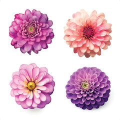 Set of Four Zinnia Flower Blooms Icon Collection Pink Hues