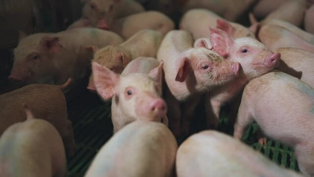 Small piglets, piglets on a pig farm, a pen of small piglets, a pig farm
