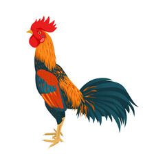 Colorful rooster vector illustration, poultry farming isolated on a white background, chicken