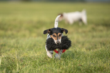 a small cute little Jack Russell Terrier dog running fast and with joy across a meadow with a toys in his mouth