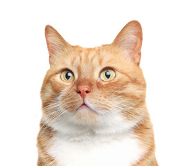 Cute ginger cat on white background. Adorable pet