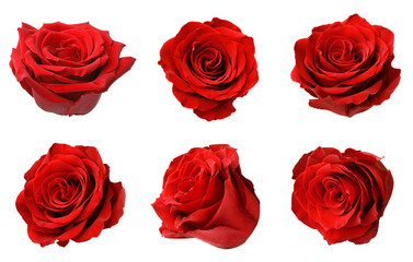 Set with red rose buds isolated on white