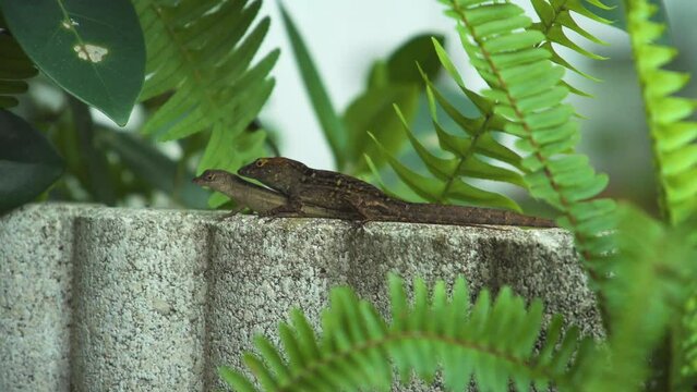 Two lizards on top of each other mating in a tropical setting.