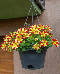 Decorative hanging flower pot with petunias at the villa. Blooming two-tone red-yellow petunias hanging on the house.