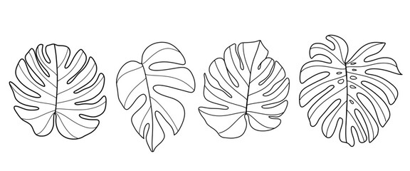 Drawing a monstera leaf set. Black and white line art. Place it on a white background. Vector illustration.