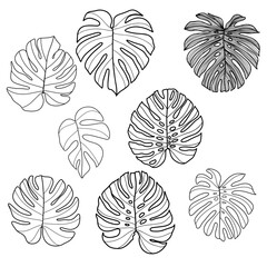 Drawing a monstera leaf set. Black and white line art. Place it on a white background. Vector illustration.