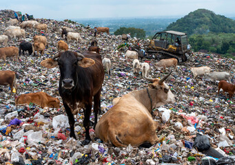 A herd of cows looking for food in the landfill, in Indonesia