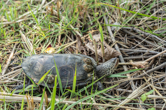 Diamond Back Terripin in Marsh Grasses to lay eggs in Stone Harbor , New Jersey.
