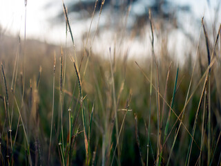 Golden grass, Chloris virgata, feather fingergrass, feathery Rhodes-grass, selected focus, for natural background and wallpaper