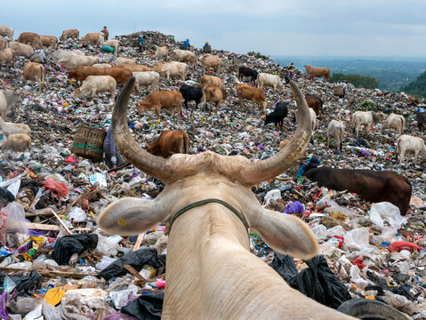 A herd of cows looking for food in the landfill, in Indonesia
