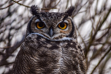 Tucuquere (Buho Magallanicus)