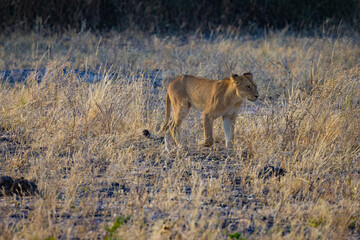 Young Female Lion at Chobe