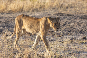 Young Female Lion at Chobe