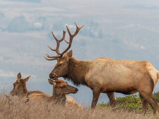 Tule Elk at Point Reyes Preserve 5

