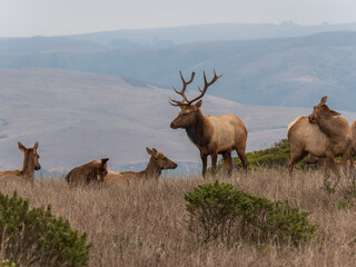 Tule Elk at Point Reyes Preserve 7

