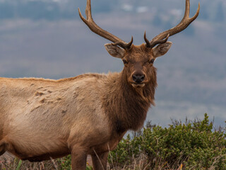Naklejka na ściany i meble Tule Elk at Point Reyes Preserve 8