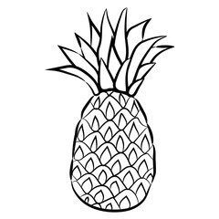 pineapple illustration vector